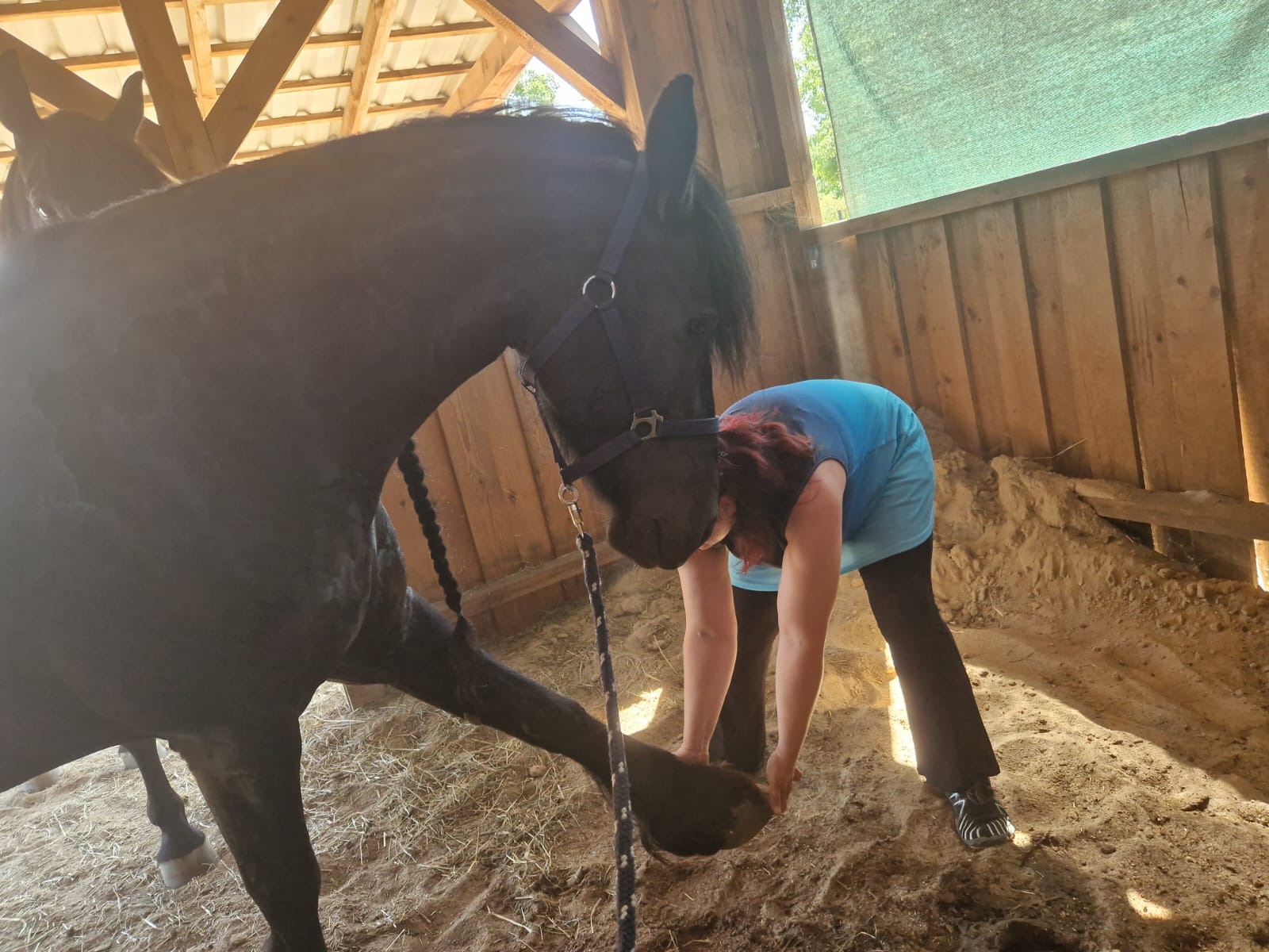 Energiearbeit am Pferd - Annett Jakob bei der Behandlung