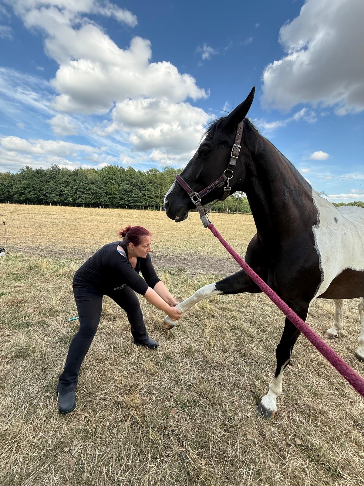 Ganzheitliche Pferdephysiotherapie - Annett Jakob behandelt ein Pferd